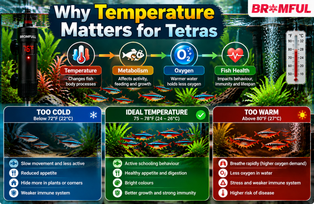 aquarium temperature for tetras broomful-com